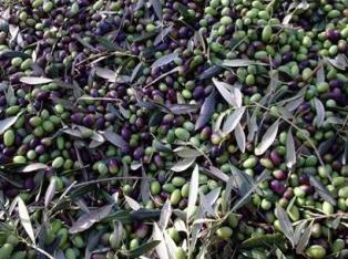 olive appena raccolte